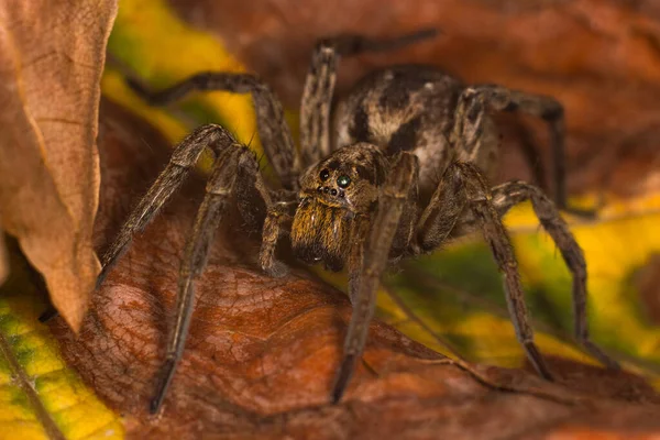 나뭇잎으로 둘러싸인 거미의 선택적 — 스톡 사진