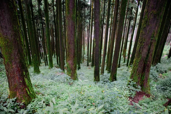 森の中の背の高い細い木の美しいショット — ストック写真