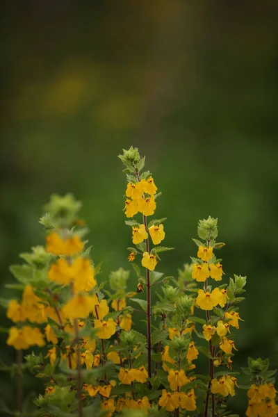 Tiro Vertical Flores Amarelas Florescendo Pano Fundo Com Espaço Cópia — Fotografia de Stock