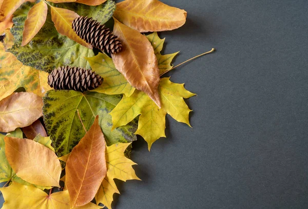 Верхний Вид Осенних Листьев Конусами Копировальным Пространством — стоковое фото