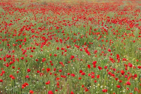 Uma Bela Foto Campo Cheio Tulipas Vermelhas Durante Dia — Fotografia de Stock