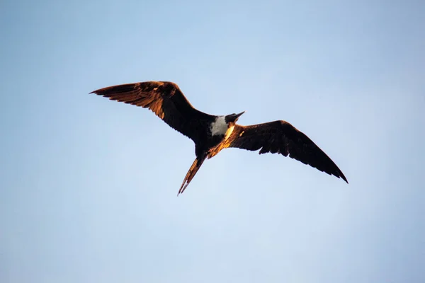 Muhteşem Bir Sürtünme Kuşunun Düşük Açılı Görüntüsü — Stok fotoğraf