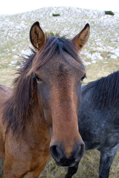 Zbliżenie Ujęcie Brązowego Konia Polu — Zdjęcie stockowe