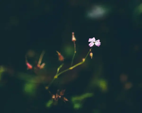 Макрознімок Маленької Рожевої Квітки Відкритому Повітрі — стокове фото