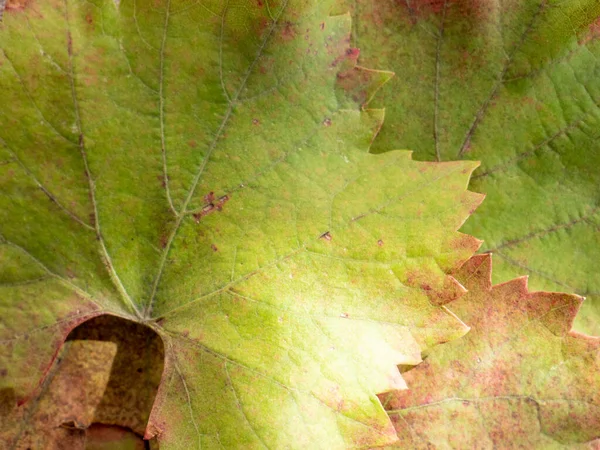 Primo Piano Foglie Uva Alla Luce Del Giorno — Foto Stock