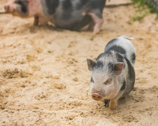 一只可爱的小猪在沙地上与人们的亲密接触 — 图库照片