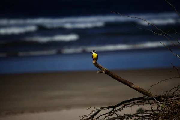 Ein Flacher Fokus Eines Kleinen Gelben Vogels Der Auf Einer — Stockfoto