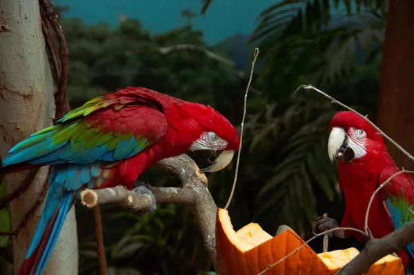 Closeup Parrots Sitting Bench Tree — Stock Photo, Image