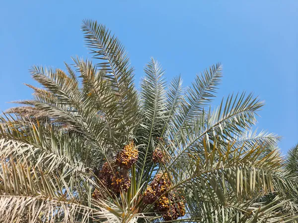 青い空に対する日付の木の低角度ショット — ストック写真
