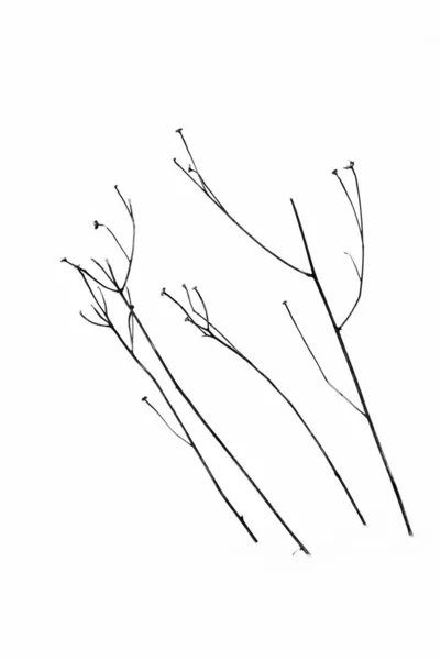 Ein Winterabstrakt Mit Einer Getrockneten Pflanze Schnee — Stockfoto