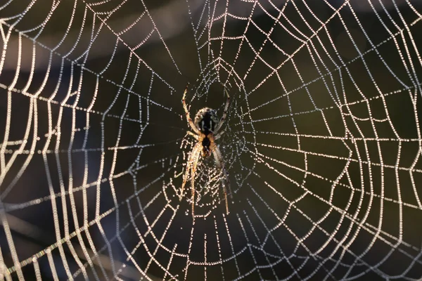 Ένα Κοντινό Πλάνο Ενός Ιστού Αράχνης Ένα Θολό Φόντο — Φωτογραφία Αρχείου