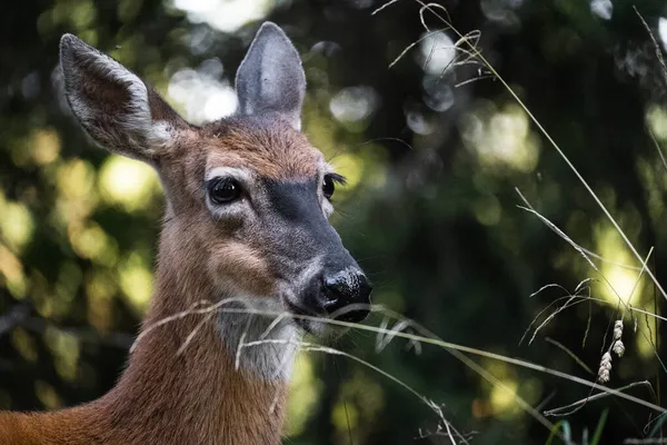 Colpo Fuoco Superficiale Adorabile Cervo Nella Foresta Fauna Selvatica — Foto Stock