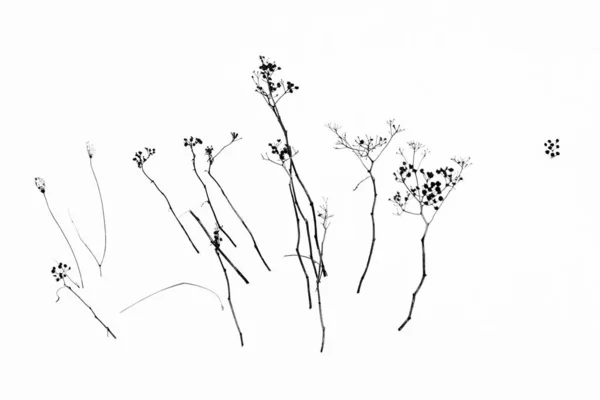 在白色背景上隔离的干植物 — 图库照片