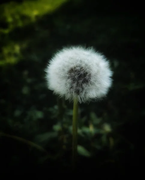 Tüylü Bir Karahindiba Çiçeğinin Dikey Yakın Çekimi — Stok fotoğraf