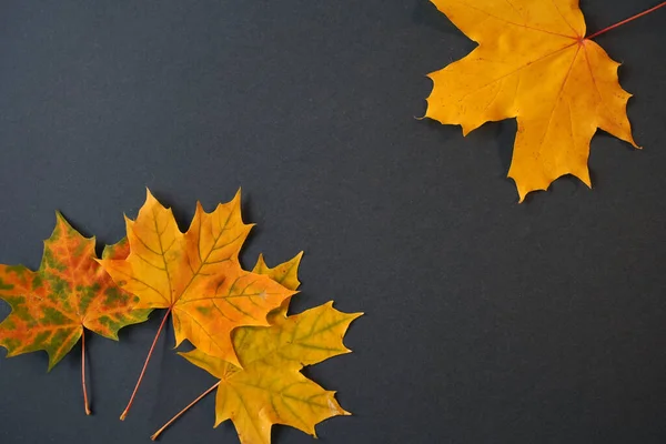 Une Vue Dessus Des Feuilles Automne Avec Espace Copie — Photo