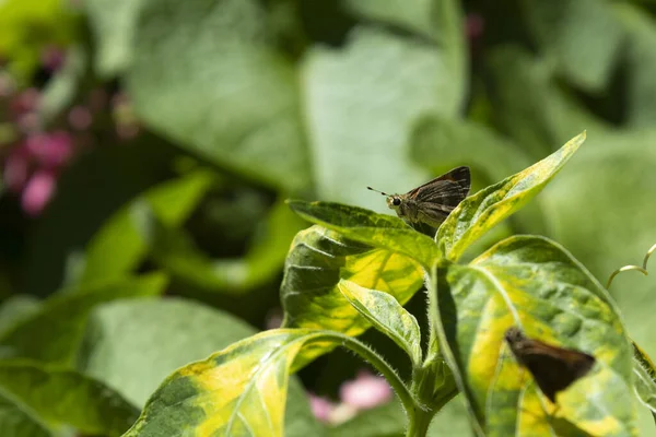 Closeup Shot Butterflies Sitting Green Leaf — Stock Photo, Image