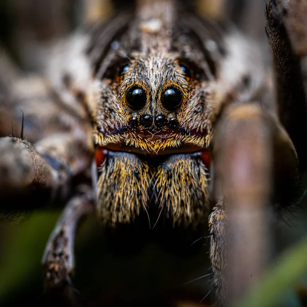 Plan Macro Une Araignée Sur Une Plante Extérieur — Photo