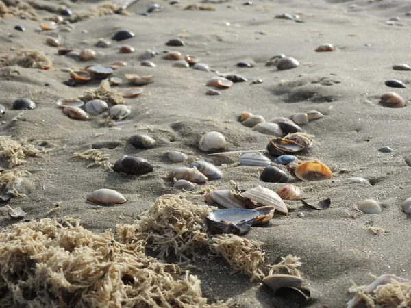 Seashells Beach Wet Sand Zandvoort Netherlands — Stock Photo, Image