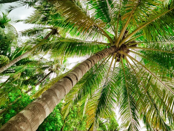 Een Lage Hoek Opname Van Een Palm Boom — Stockfoto