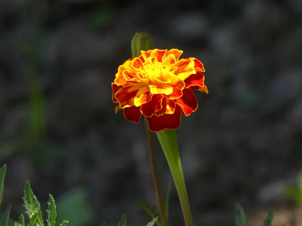 Enfoque Selectivo Una Flor Color Mezcla Amarillo Rojo Sobre Fondo — Foto de Stock