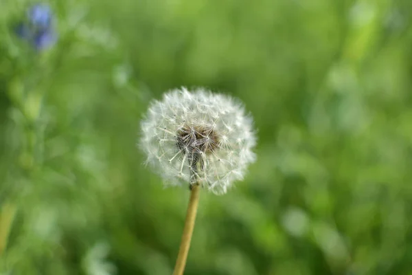 Dışarıdaki Bir Karahindiba Çiçeğinin Makro Görüntüsü — Stok fotoğraf