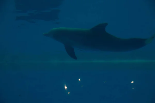 Zblízka Objetí Delfín Plave Pod Vodou Modré Vodě — Stock fotografie
