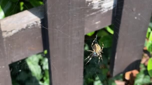 Telaraña Con Vaso Agua — Vídeos de Stock