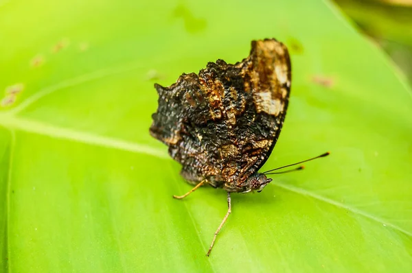 Tiro Close Uma Borboleta Uma Folha Nas Ilhas Canárias Espanha — Fotografia de Stock