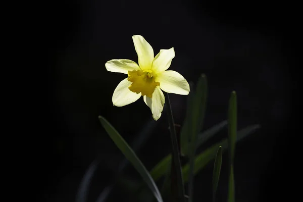 Nahaufnahme Einer Narzissenblume Vor Dunklem Hintergrund — Stockfoto