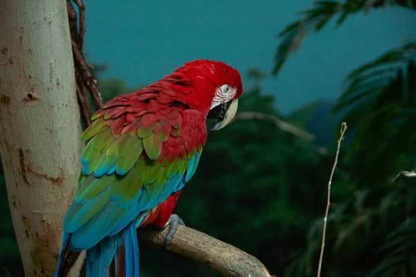 Detailní Záběr Papouška Sedícího Lavičce Stromu — Stock fotografie