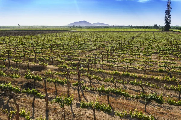 Een Prachtig Uitzicht Natuur Van Het Veld Groeiende Planten Een — Stockfoto