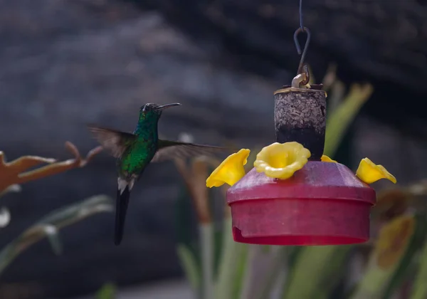 Flachbild Eines Kirschroten Künstlichen Kolibri Futters Mit Gelben Plastikblumen Und — Stockfoto