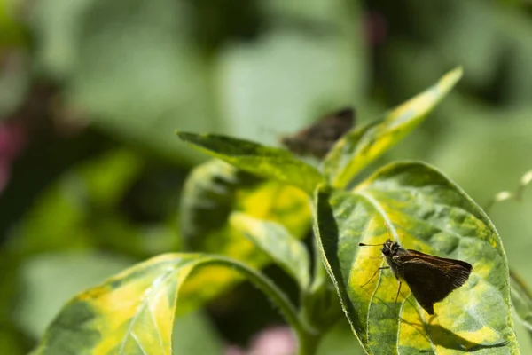 Primer Plano Mariposas Sentadas Sobre Una Hoja Verde —  Fotos de Stock