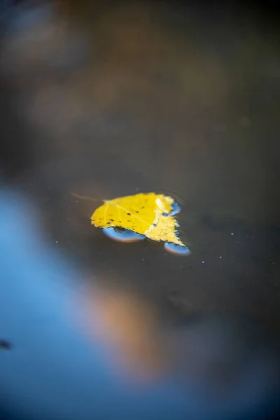 Вертикальный Снимок Желтого Осеннего Листа Воде — стоковое фото