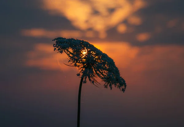 Ένα Κοντινό Πλάνο Από Αγριολούλουδα Ενάντια Στον Ουρανό Του Ηλιοβασιλέματος — Φωτογραφία Αρχείου
