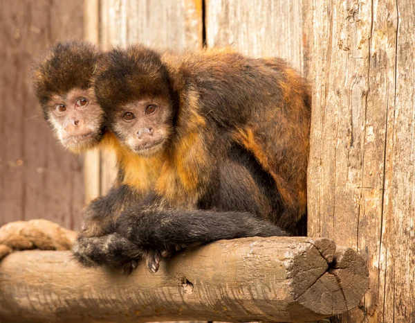 Beautiful Closeup Shot Two Monkeys Sitting Woods Looking Sideways — Stock Photo, Image