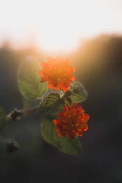 Close Flores Vermelhas Lindas Lantana Sob Uma Luz Solar Brilhante — Fotografia de Stock