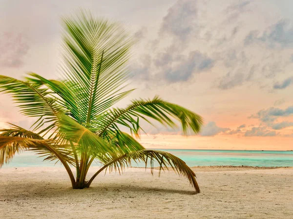 Eine Tropische Pflanze Die Bei Sonnenuntergang Sandstrand Wächst — Stockfoto