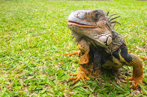 Belo Tiro Uma Iguana Livre Grama Luz Dia — Fotografia de Stock