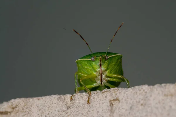 Ένα Κοντινό Πλάνο Ενός Πράσινου Εντόμου Γκρι Φόντο — Φωτογραφία Αρχείου