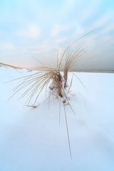 Pionowe Ujęcie Suchych Roślin Zaśnieżonej Plaży Spit Kuroński Litwa — Zdjęcie stockowe