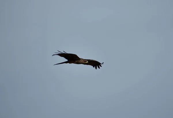 Красивый Крупным Планом Снимок Коричневого Сокола Falco Berigora Летящего Небе — стоковое фото