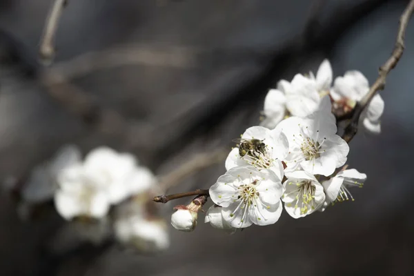 Tiro Macro Uma Abelha Coletando Pólen Flores Cereja Branca Contra — Fotografia de Stock