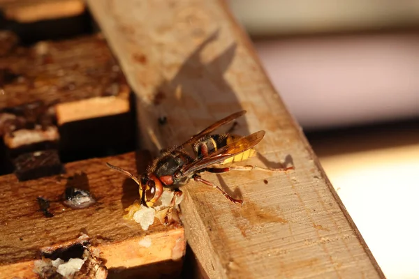 Gros Plan Une Abeille Sur Fond Flou — Photo