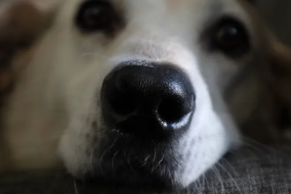 Tiro Seletivo Foco Focinho Cão — Fotografia de Stock