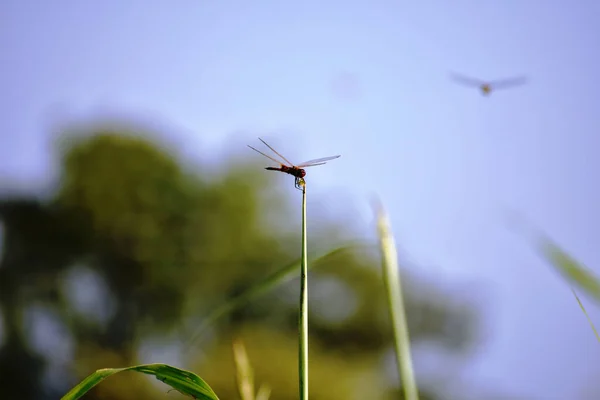 Vacker Närbild Skott Red Dragonfly Spetsen Ett Gräs Suddig Naturlig — Stockfoto