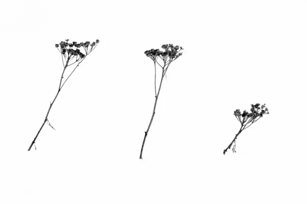 Plantes Sèches Isolées Sur Fond Blanc — Photo