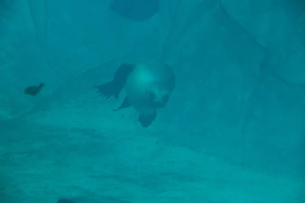 Close Sea Lion Swimming Underwater Blue Water — Stock fotografie