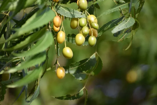 Ένα Όμορφο Κοντινό Πλάνο Των Σπόρων Azadirachta Indica Κρέμονται Ένα — Φωτογραφία Αρχείου