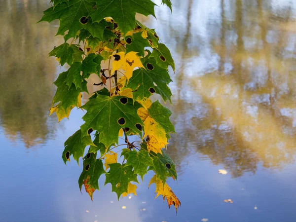 Trockene Goldene Blätter Eines Baumes Mit Einem See Hintergrund Herbst — Stockfoto